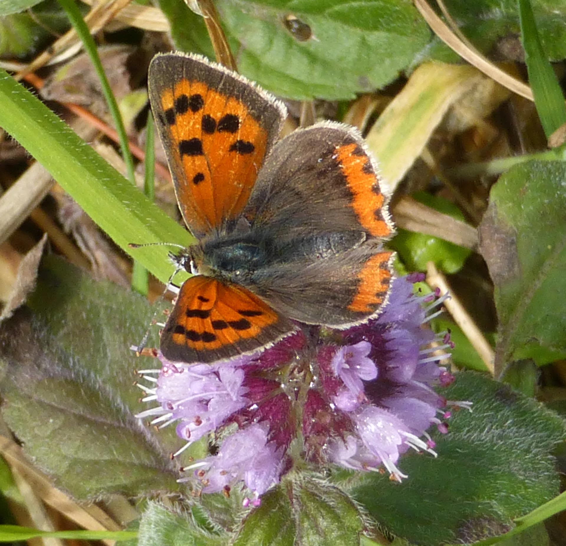Small copper on water mint
