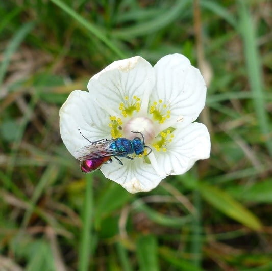 Glittering Ruby tail Wasp on Grass of Parnassus flower