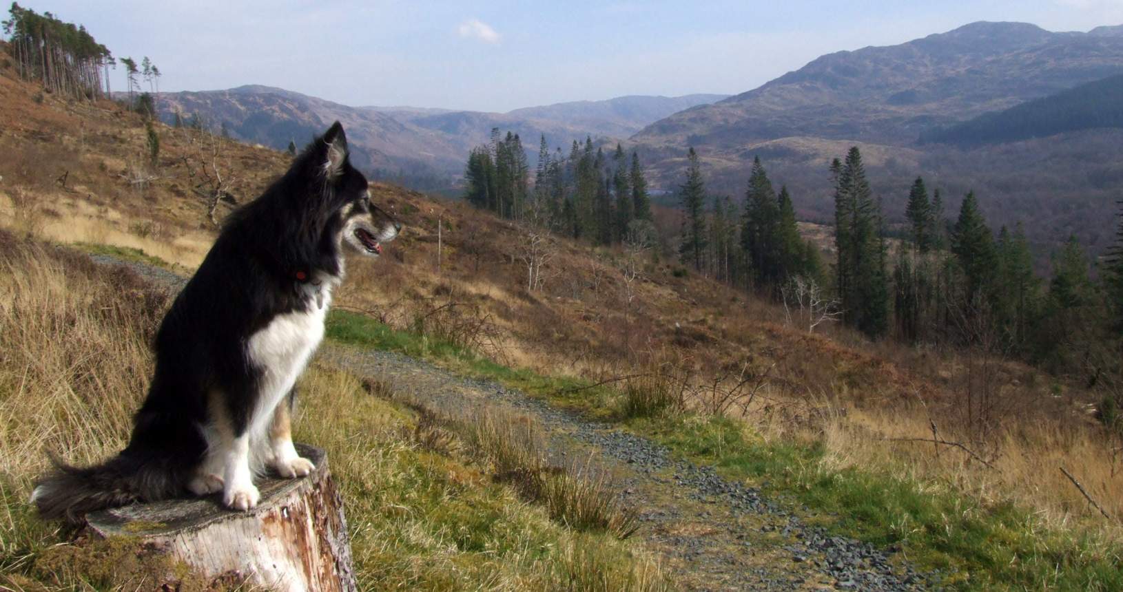 Dog overlooking Glentrool